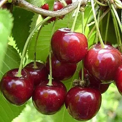 Вишня ХАРИТОНОВСКАЯ в Саранске