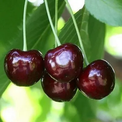 Черешня ЛЕНИНГРАДСКАЯ ЧЁРНАЯ  Черешня ЛЕНИНГРАДСКАЯ ЧЁРНАЯ в Саранске