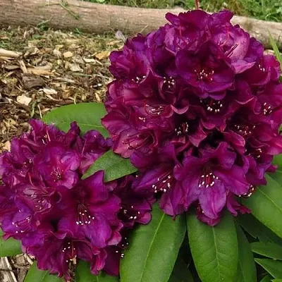 Рододендрон ПОЛАРНАХТ в Саранске