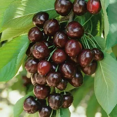 Черешня РЕВНА  Черешня РЕВНА в Саранске