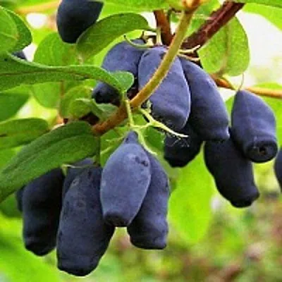Жимолость съедобная МОСКОВСКАЯ  Жимолость съедобная МОСКОВСКАЯ в Саранске