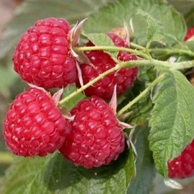 Саженцы малины Метеор Саженцы малины Метеор