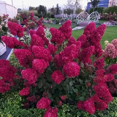 Гортензия САМАРСКАЯ ЛИДИЯ метельчатая в Саранске