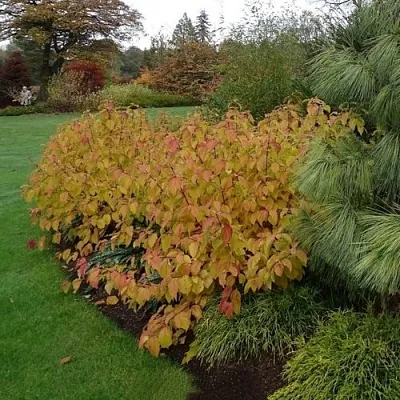 Дерен  АННА ВИНТЕР ОРАНЖ кроваво-красный   в Саранске