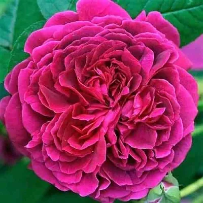 Саженцы роз ВИЛЬЯМ ШЕКСПИР английская  Саженцы роз ВИЛЬЯМ ШЕКСПИР английская в Саранске