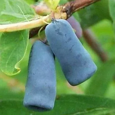 Жимолость съедобная ЗИНРИ  Жимолость съедобная ЗИНРИ в Саранске