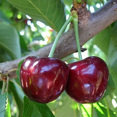 Черешня СЮБАРОВСКАЯ  Черешня СЮБАРОВСКАЯ в Саранске