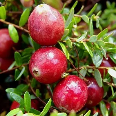 Клюква СТИВЕНС в Саранске