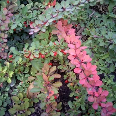 Барбарис ГРИН КАРПЕТ тунберга  Барбарис ГРИН КАРПЕТ тунберга в Саранске