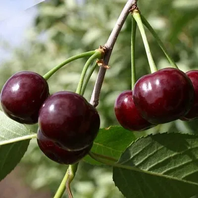 Вишня ЖАДАНА в Саранске