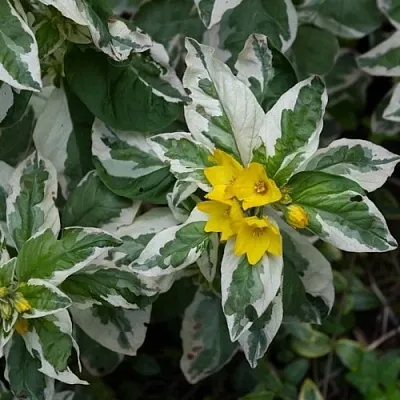 Вербейник АЛЕКСАНДР точечный  Вербейник АЛЕКСАНДР точечный в Саранске