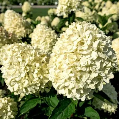 Гортензия Коттон Крем