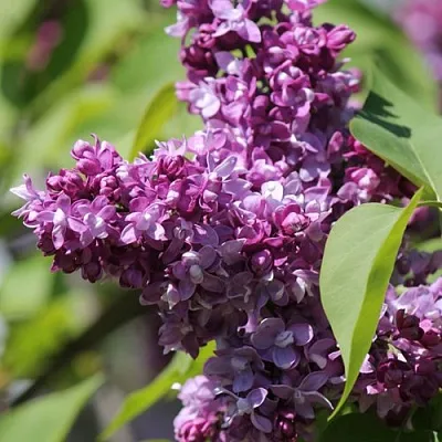 Сирень ИЗОБИЛИЕ в Саранске