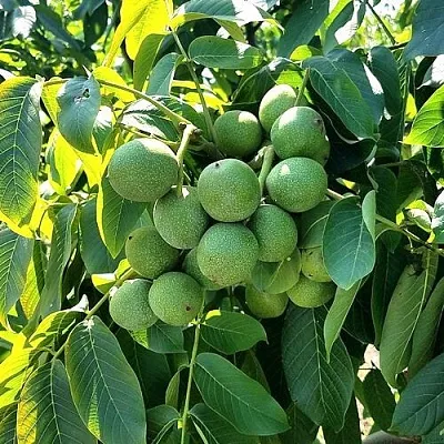 Грецкий орех  ИЗЯЩНЫЙ  Грецкий орех  ИЗЯЩНЫЙ в Саранске