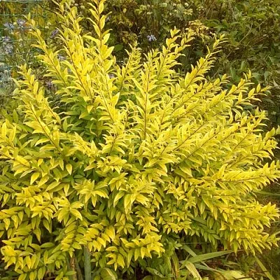 Бирючина АУРЕА обыкновенная в Саранске