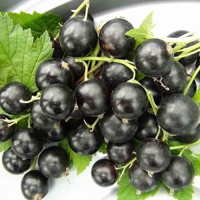 Смородина черная ТИТАНИЯ в Саранске