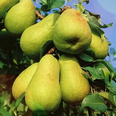 Груша НЕЖНОСТЬ колонновидная	  Груша НЕЖНОСТЬ колонновидная	 в Саранске