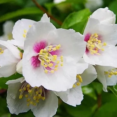 Жасмин БЕЛЬ ЭТУАЛЬ  Жасмин БЕЛЬ ЭТУАЛЬ в Саранске