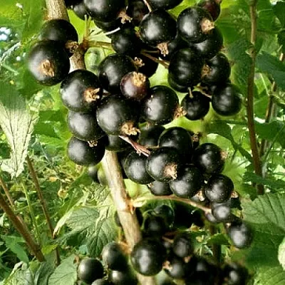 Смородина черная БЕН ТИРЕН  Смородина черная БЕН ТИРЕН в Саранске