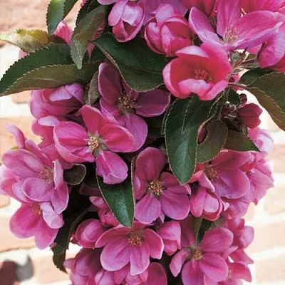 Яблоня ЗЕЛЁНЫЙ БУКЕТ декоративная  Яблоня ЗЕЛЁНЫЙ БУКЕТ декоративная в Саранске