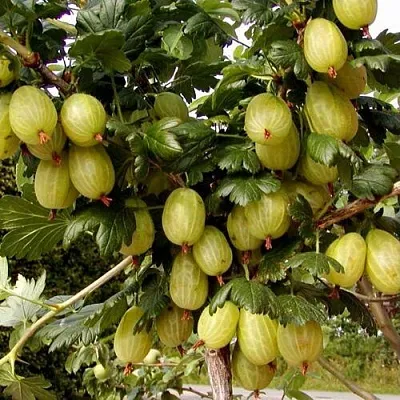 Крыжовник ИНВИКТА в Саранске