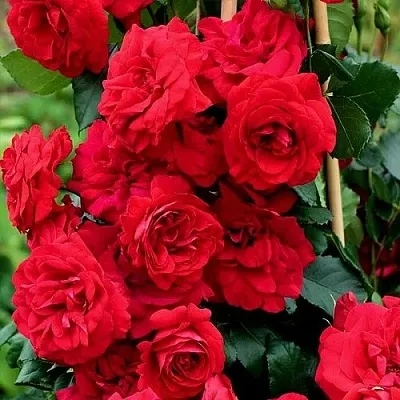 Саженцы роз АМАДЕУС плетистая  Саженцы роз АМАДЕУС плетистая в Саранске