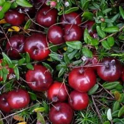 Клюква БЕН ЛИР в Саранске