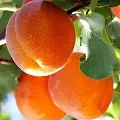 Абрикос в Саранске