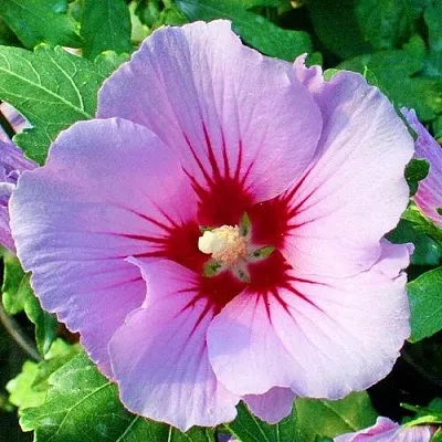 Гибискус ПИНК ФЛИРТ сирийский в Саранске