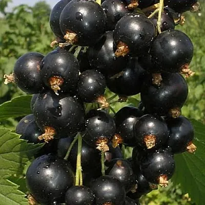 Смородина черная ИСКУШЕНИЕ в Саранске