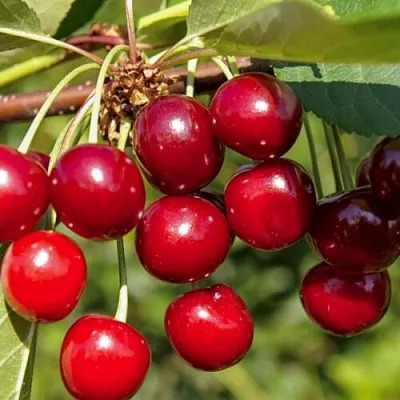 Вишня ЛЮБСКАЯ в Саранске