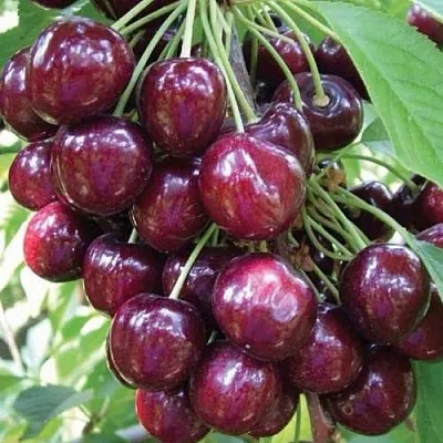 Черешня СЭМ колонновидная  Черешня СЭМ колонновидная в Саранске