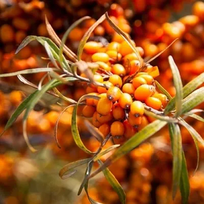 Облепиха ФИНСКАЯ  Облепиха ФИНСКАЯ в Саранске