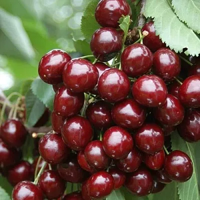 Черешня СИЛЬВИЯ колоновидная  Черешня СИЛЬВИЯ колоновидная в Саранске