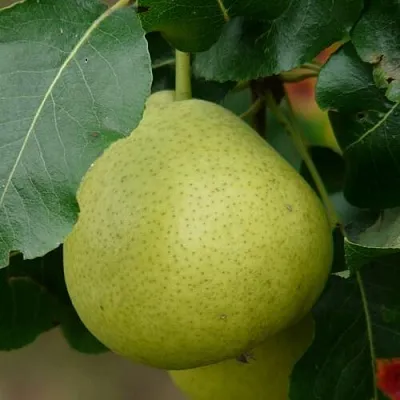 Груша САНРЕМО колонновидная  Груша САНРЕМО колонновидная в Саранске