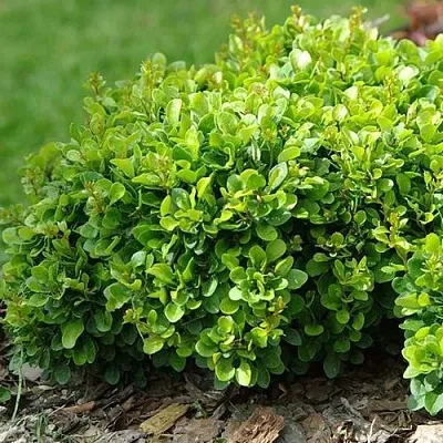 Барбарис КОБОЛЬД тунберга  Барбарис КОБОЛЬД тунберга в Саранске