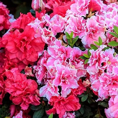 Декоративные растения в Саранске