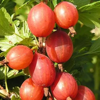 Крыжовник МАШЕКА в Саранске