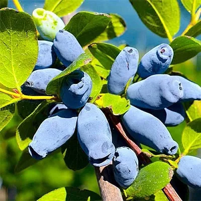 Жимолость съедобная АВРОРА  Жимолость съедобная АВРОРА в Саранске