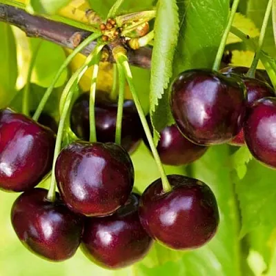 Черешня ИПУТЬ  Черешня ИПУТЬ в Саранске