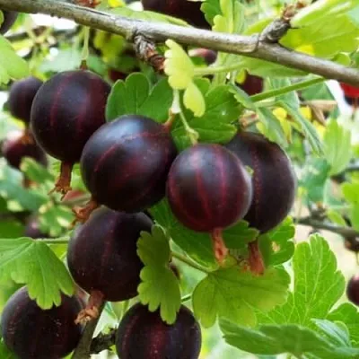 Крыжовник СЕВЕРНЫЙ КАПИТАН в Саранске