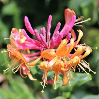 Жимолость ГЕКРОТА в Саранске