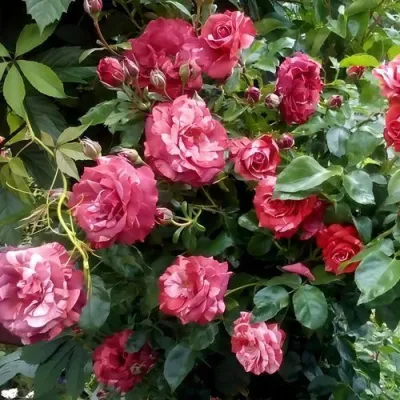 Саженцы роз БРАУНИ плетистая — описание сорта Саженцы роз БРАУНИ плетистая в Саранске