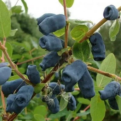 Жимолость съедобная ПУШКИНСКАЯ  Жимолость съедобная ПУШКИНСКАЯ в Саранске