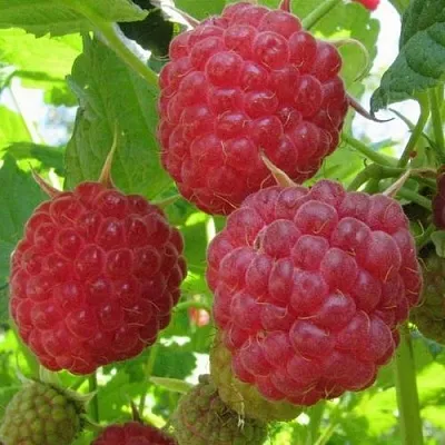 Малина НОВОСТЬ КУЗЬМИНА   Малина НОВОСТЬ КУЗЬМИНА  в Саранске