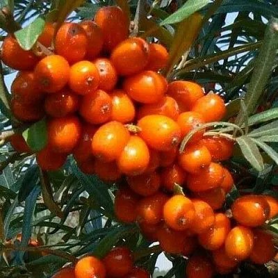 Облепиха ПЛАМЕННАЯ  Облепиха ПЛАМЕННАЯ в Саранске