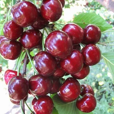 Черешня ОДРИНКА  Черешня ОДРИНКА в Саранске