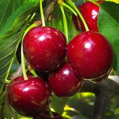 Черешня БУРЛАТ Черешня БУРЛАТ