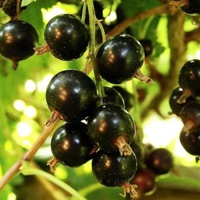 Смородина чёрная НАРА в Саранске