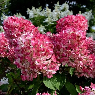 Гортензия ПИНК ДАЙМОНД метельчатая в Саранске